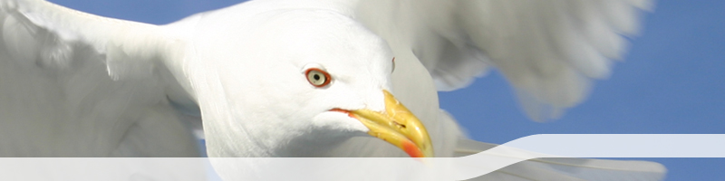 Ferienwohnungen auf Usedom