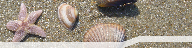 Ferienwohnungen auf Usedom